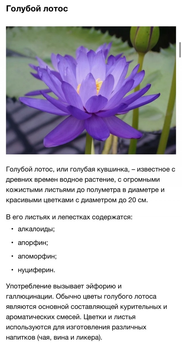 Какие цветы в запрете. Запрещенные растения. Запрещенные растения выращивать. Растения которые запрещены. Запрещённые растения в России.