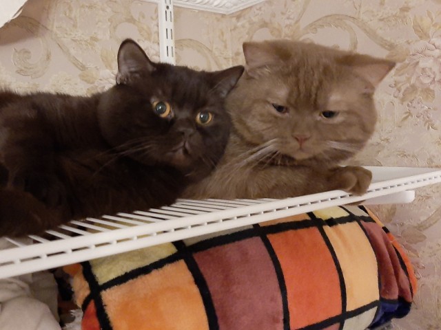 А это мой котан к котовторнику