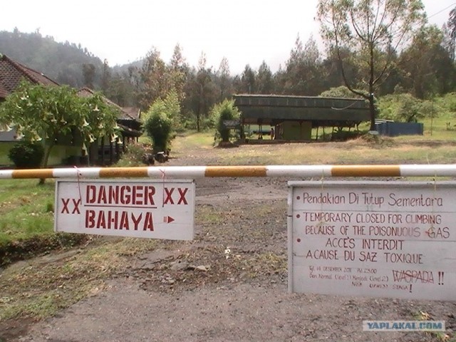 Они живут только 40 лет