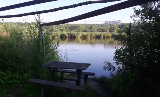 Видео про котеек