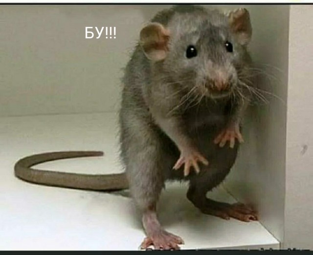 Ах ты,бл*дина!