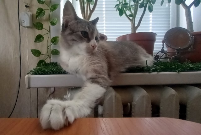 Котовторник 18.10.22