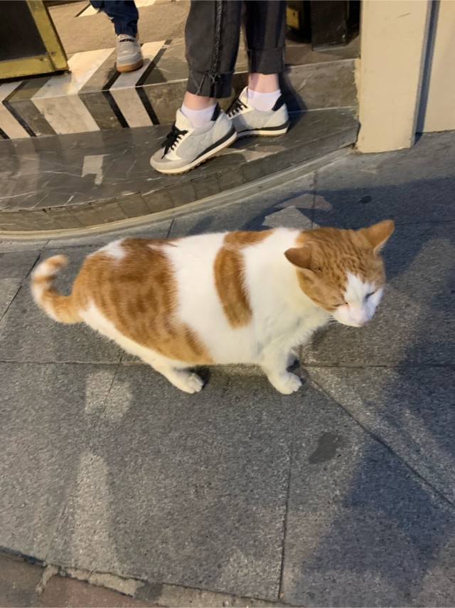 Стамбульские коты
