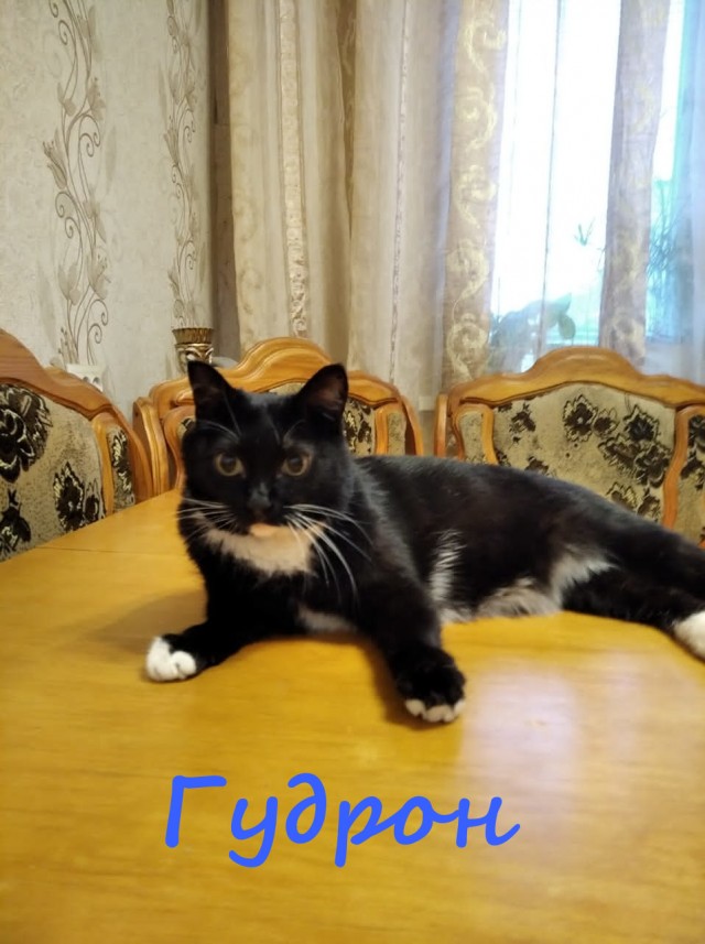 Жизнь домашнего приюта "Котоленд" 369