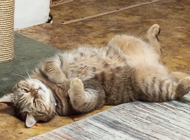 Котовторник