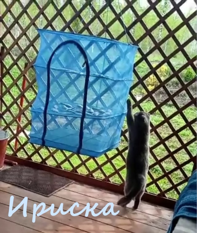 Жизнь домашнего приюта "Котоленд" 386