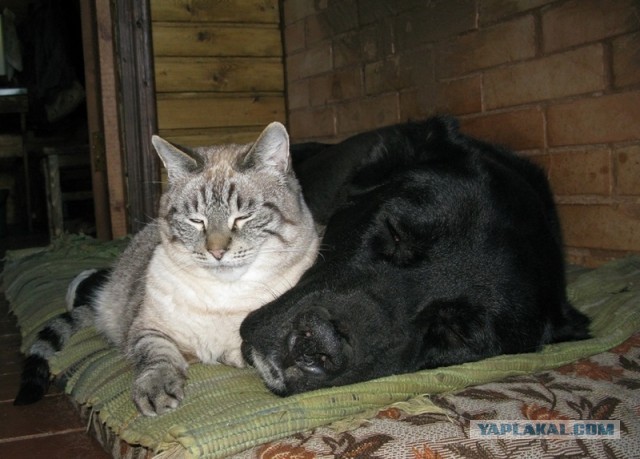 Котовторник 09.04.2013