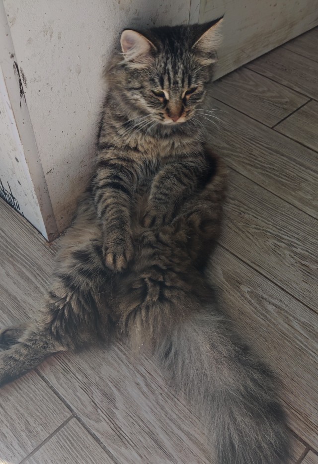 Походу мой кот бухает втихаря