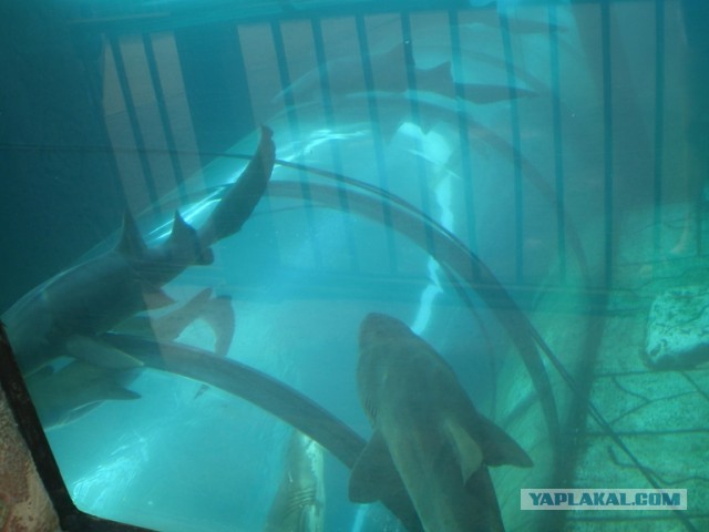 Хочу дачу на канарах!