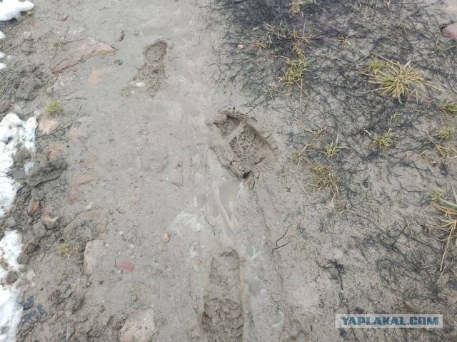 Жизнь домашнего приюта для котеек 484