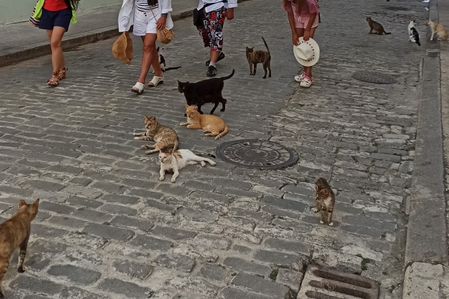 Стамбульские котики