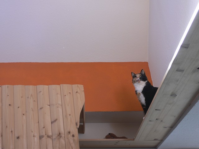 Котовторник 21.05.2013