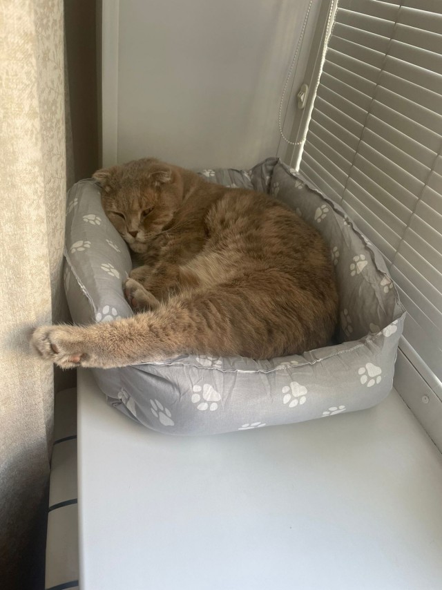 Котовторник