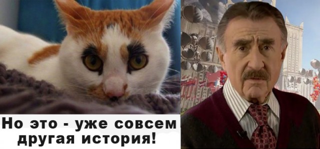 "Шутка природы: удивительные кошачьи окрасы". Несколько кошек с окрасом шкурки, в реальность которого сложно поверить
