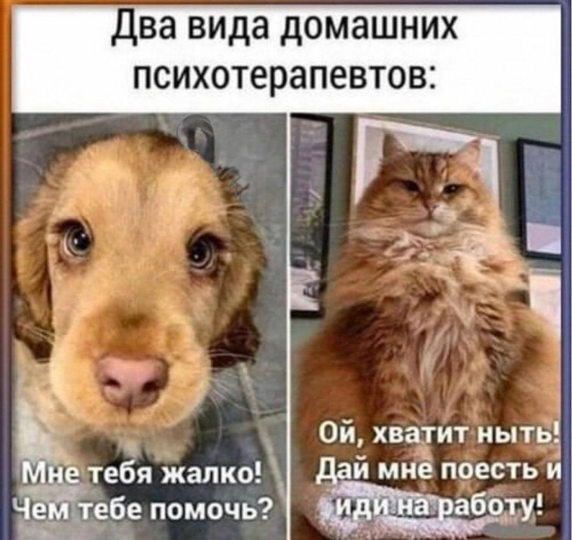Реакция котов на плач