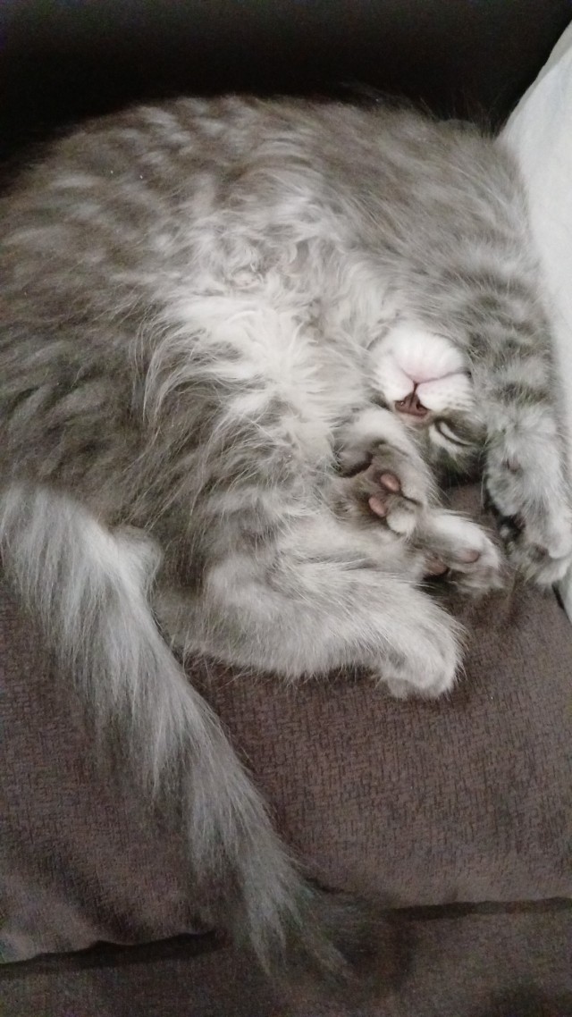 К котовторнику