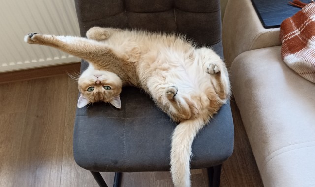 Совпало с котовторником.