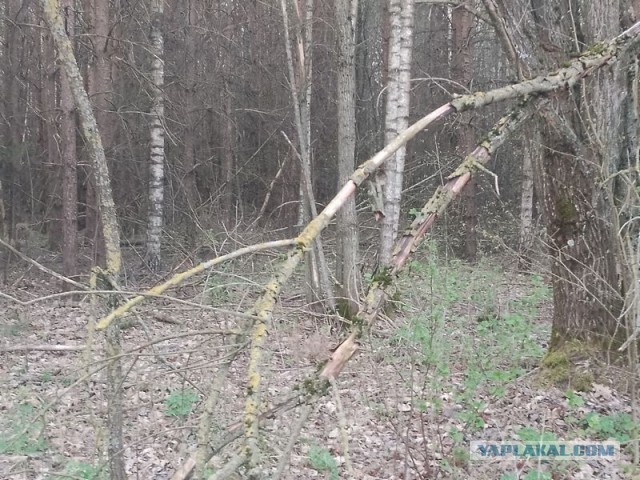 Жизнь домашнего приюта для котеек 540