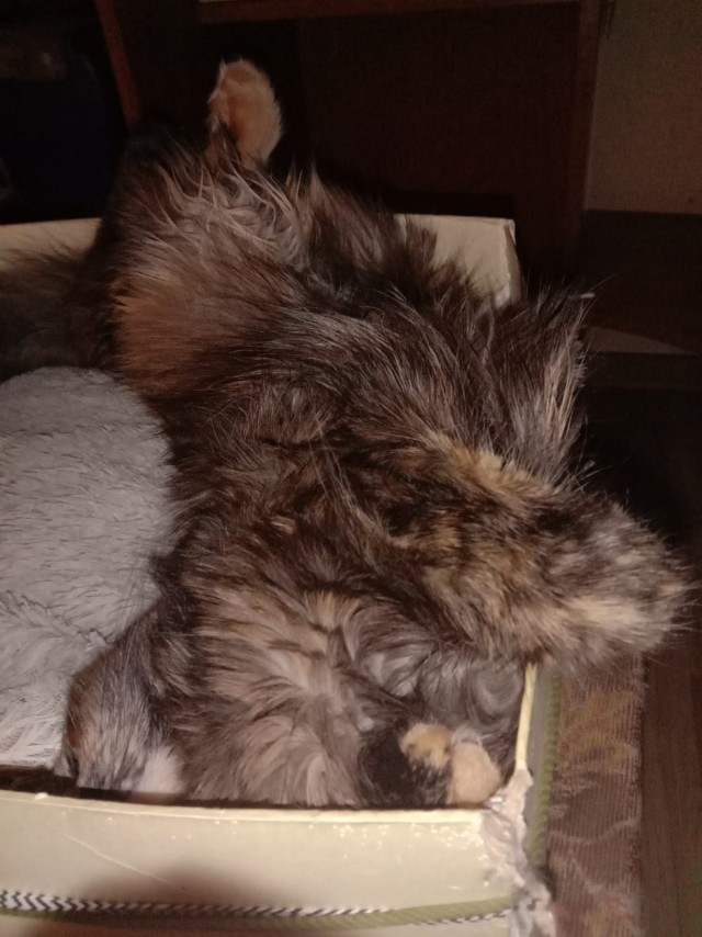 Где голова кошки