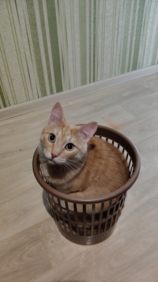 Моя жена не умеет фоткать кота