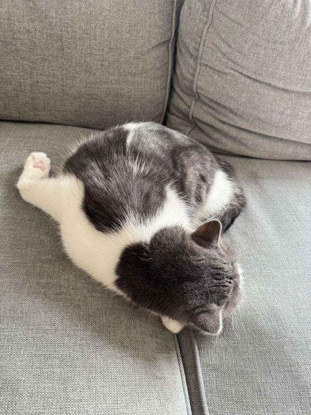 Спящих котеек тред