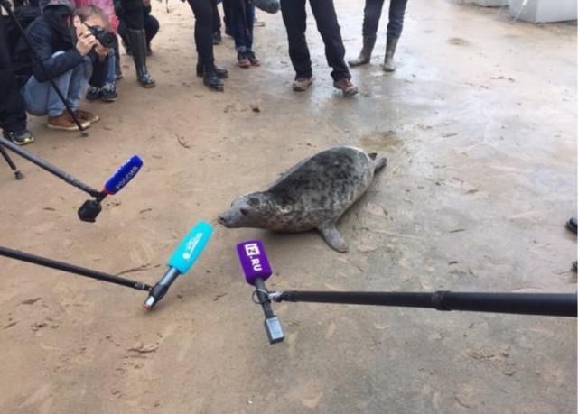 Я таки продолжу про нерп)))