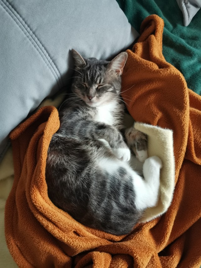 Котовторник