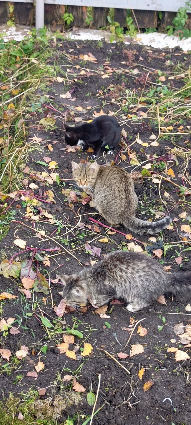 Три кота)))