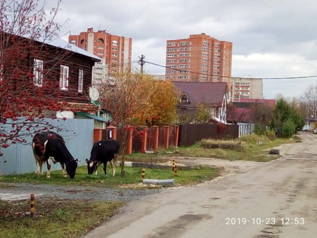Патриархальный Ногинск