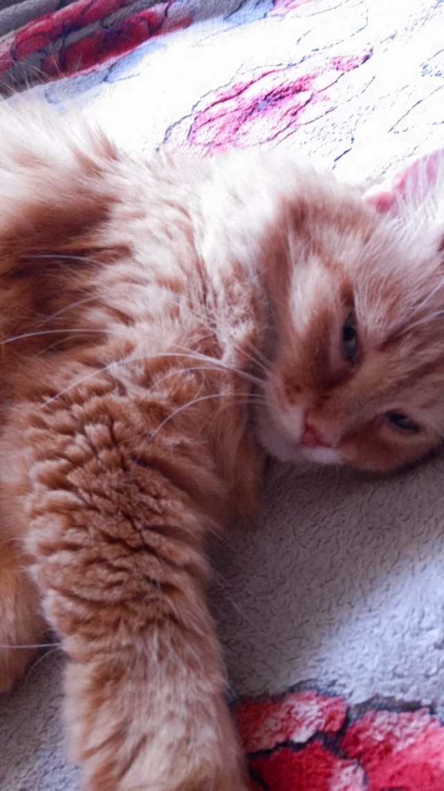 Четкий план нападения