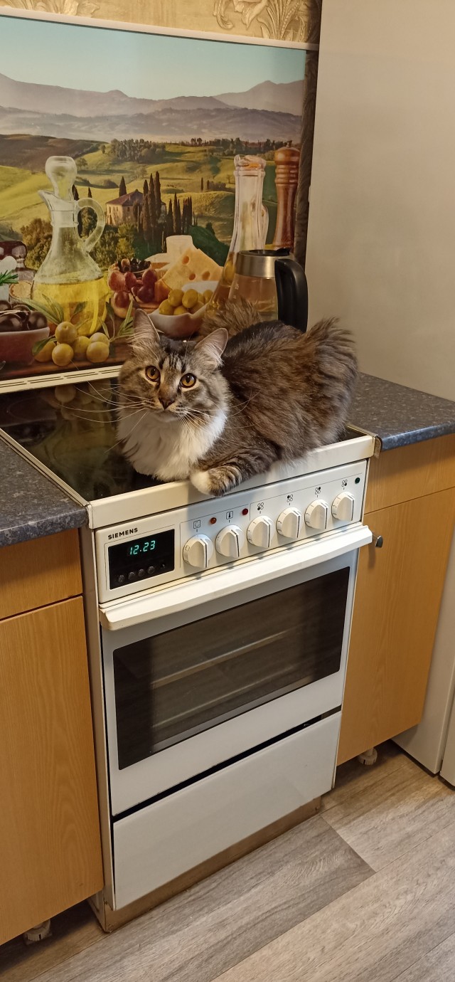 Котовторники в 2026 отменили?