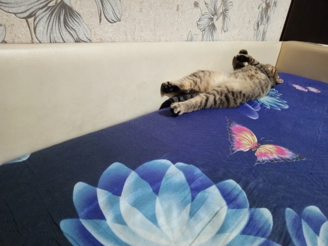 Жизнь домашнего приюта "Котоленд" 534