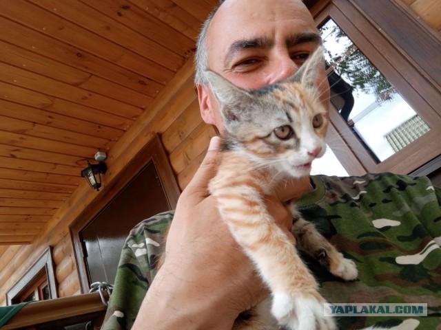 Завёл кота на пол седьмого⁠⁠