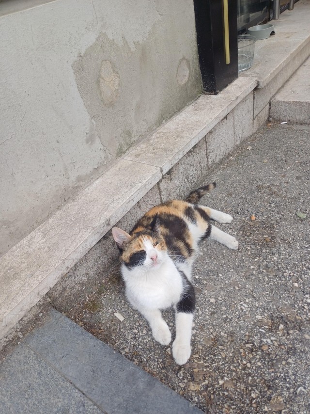 Уличные кошки в Албании