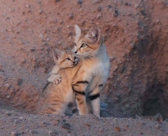 Фотограф запечатлел целую семью песчаных кошек на Ближнем Востоке⁠⁠