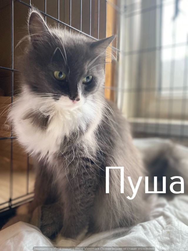 Жизнь домашнего приюта "Котоленд" 548
