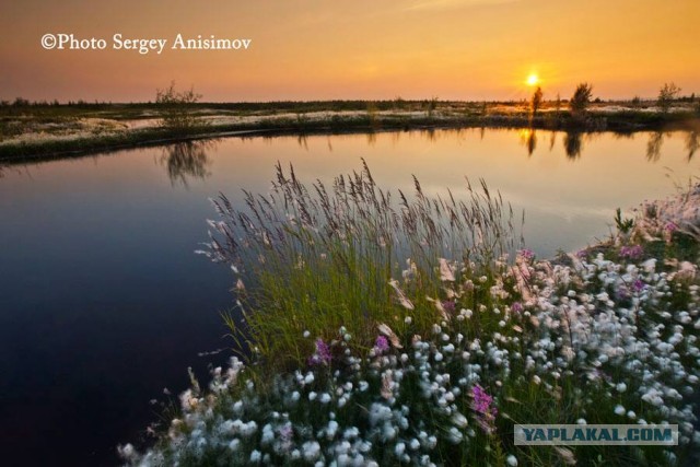 Красота! Лето на Ямале. Фото