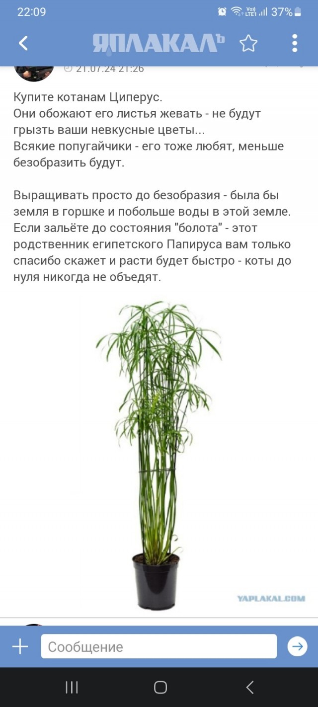 Фигни пост
