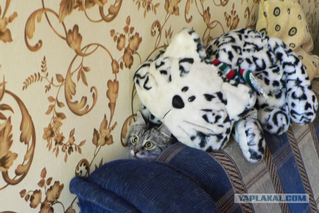 Пусть мама услышит, пусть мама придет - мимишность