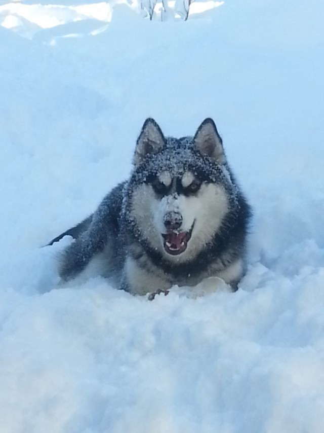 Счастье для собаки....Снег!
