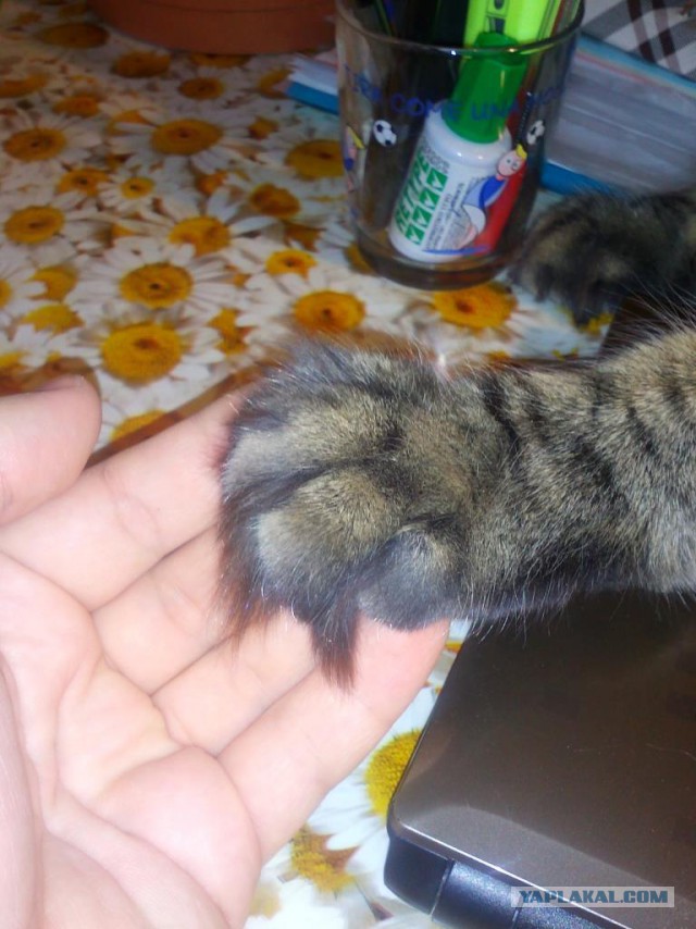 Котовторник  25.03.2014