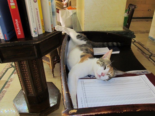 С Котовторником!