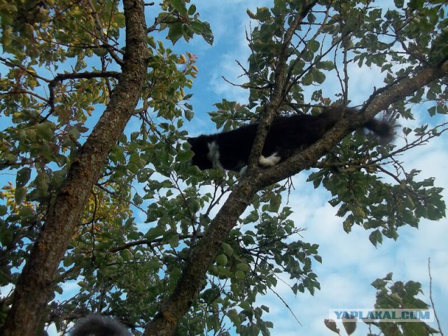 Жизнь домашнего приюта для котеек 17