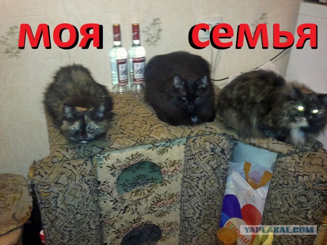 Котовторник 26.08.14.