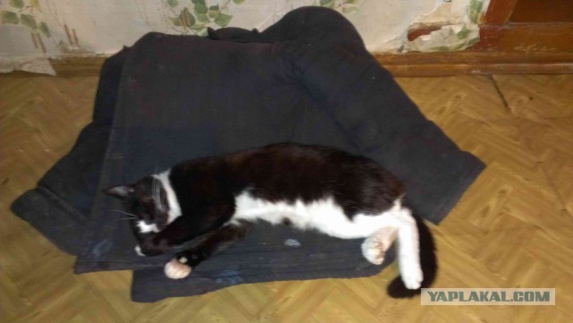 Котовторник 02.09.2014