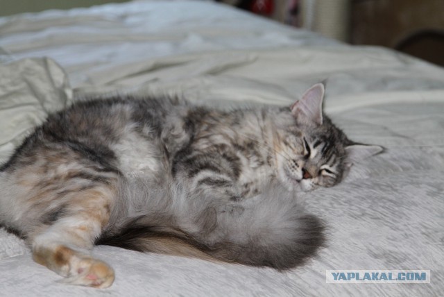 Нужен кот