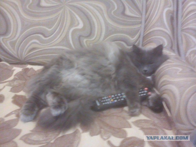 Котовторник 09.09.2014