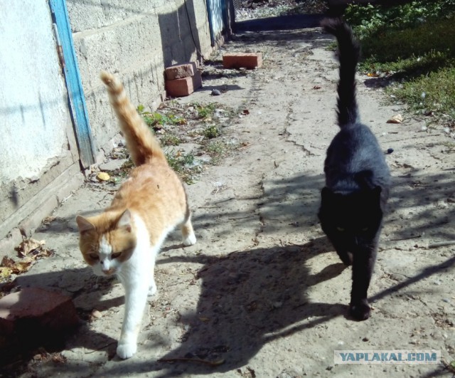 Котовторник 7.10.2014