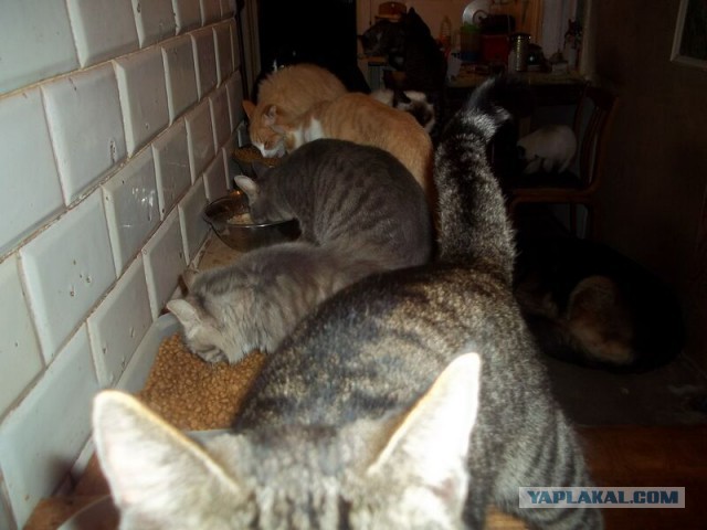 Жизнь домашнего приюта для котеек 30