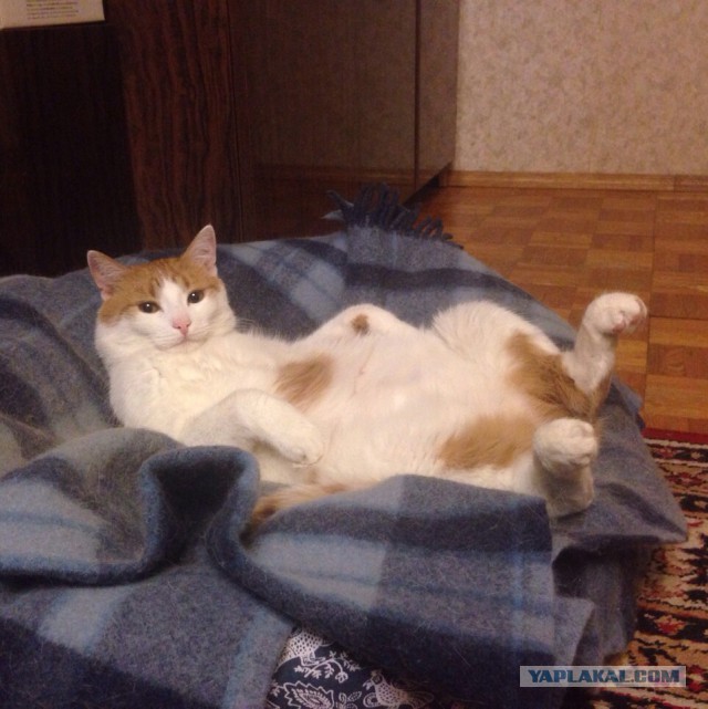 Котовторник